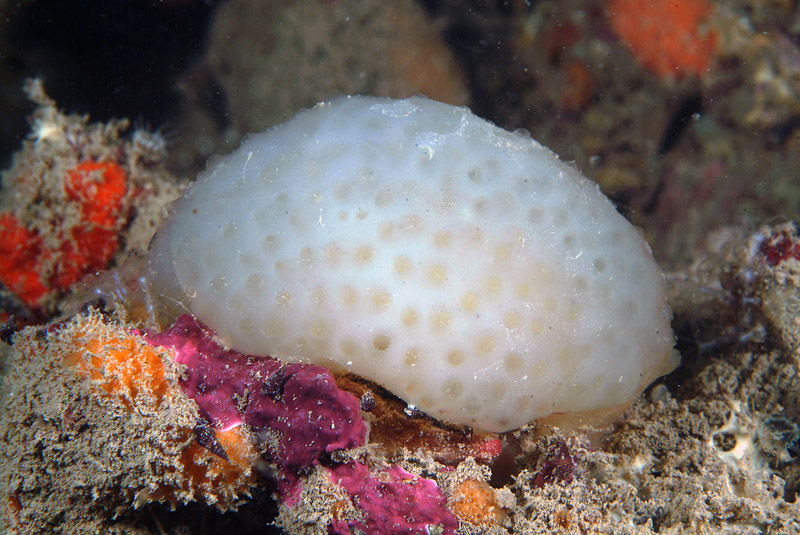 Polycitor adriaticus